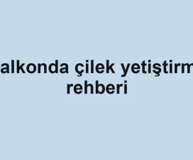 Balkonda çilek yetiştirme rehberi