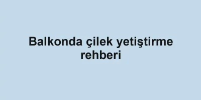 Balkonda çilek yetiştirme rehberi