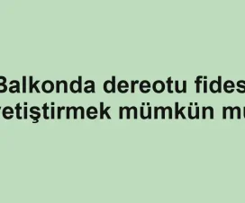 Balkonda dereotu fidesi yetiştirmek mümkün mü