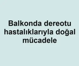 Balkonda dereotu hastalıklarıyla doğal mücadele