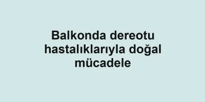 Balkonda dereotu hastalıklarıyla doğal mücadele