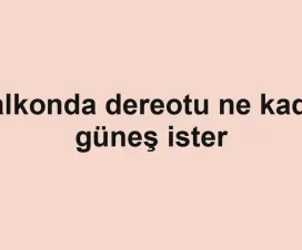 Balkonda dereotu ne kadar güneş ister