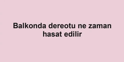 Balkonda dereotu ne zaman hasat edilir