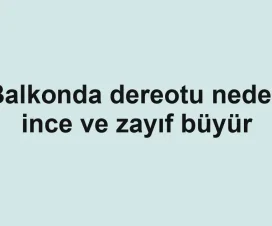 Balkonda dereotu neden ince ve zayıf büyür