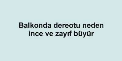 Balkonda dereotu neden ince ve zayıf büyür