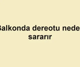 Balkonda dereotu neden sararır