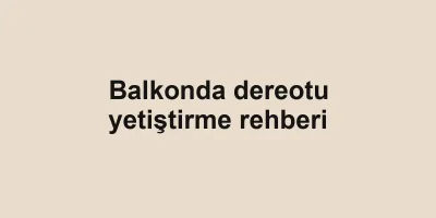 Balkonda dereotu yetiştirme rehberi