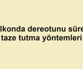Balkonda dereotunu sürekli taze tutma yöntemleri