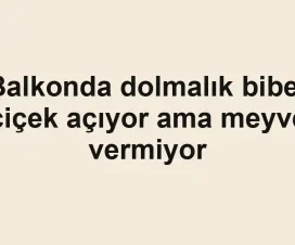 Balkonda dolmalık biber çiçek açıyor ama meyve vermiyor