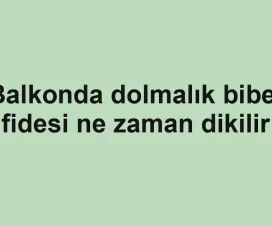 Balkonda dolmalık biber fidesi ne zaman dikilir