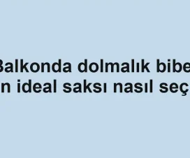 Balkonda dolmalık biber için ideal saksı nasıl seçilir