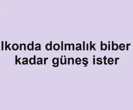 Balkonda dolmalık biber ne kadar güneş ister