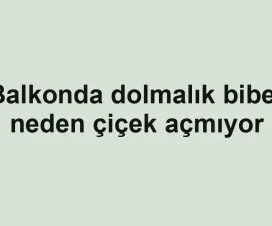 Balkonda dolmalık biber neden çiçek açmıyor