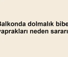 Balkonda dolmalık biber yaprakları neden sararır