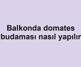 Balkonda domates budaması nasıl yapılır
