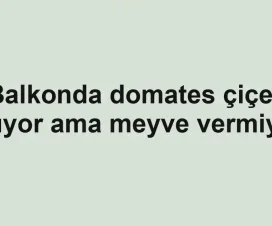 Balkonda domates çiçek açıyor ama meyve vermiyor