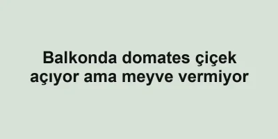 Balkonda domates çiçek açıyor ama meyve vermiyor