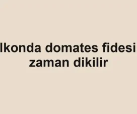 Balkonda domates fidesi ne zaman dikilir