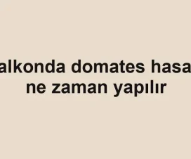 Balkonda domates hasadı ne zaman yapılır