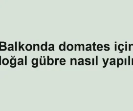 Balkonda domates için doğal gübre nasıl yapılır