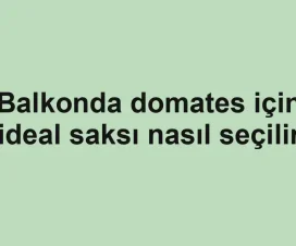 Balkonda domates için ideal saksı nasıl seçilir