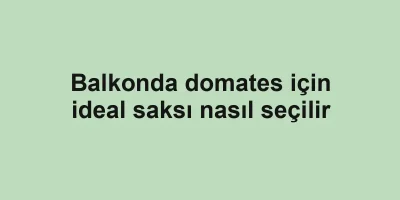 Balkonda domates için ideal saksı nasıl seçilir