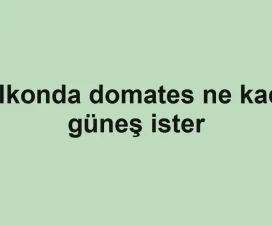 Balkonda domates ne kadar güneş ister