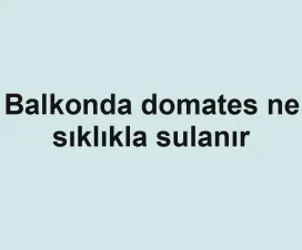 Balkonda domates ne sıklıkla sulanır