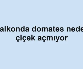Balkonda domates neden çiçek açmıyor