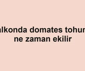 Balkonda domates tohumu ne zaman ekilir