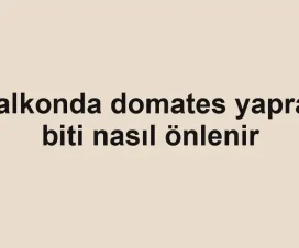 Balkonda domates yaprak biti nasıl önlenir