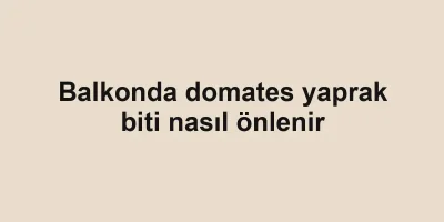 Balkonda domates yaprak biti nasıl önlenir
