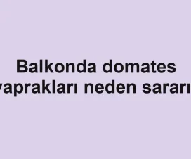 Balkonda domates yaprakları neden sararır