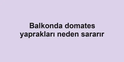 Balkonda domates yaprakları neden sararır