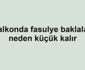 Balkonda fasulye baklaları neden küçük kalır