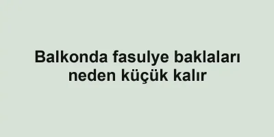 Balkonda fasulye baklaları neden küçük kalır