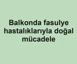 Balkonda fasulye hastalıklarıyla doğal mücadele