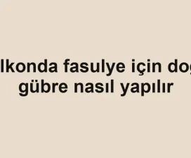Balkonda fasulye için doğal gübre nasıl yapılır