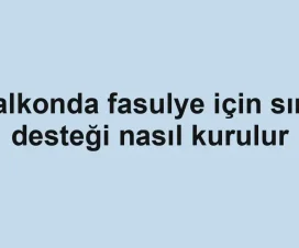 Balkonda fasulye için sırık desteği nasıl kurulur