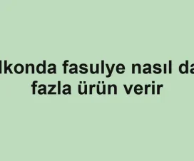 Balkonda fasulye nasıl daha fazla ürün verir