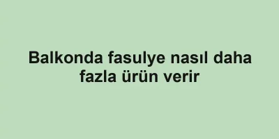 Balkonda fasulye nasıl daha fazla ürün verir