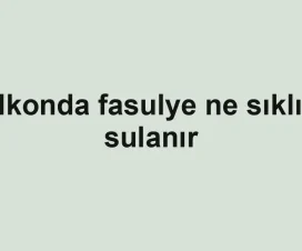Balkonda fasulye ne sıklıkla sulanır