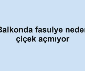 Balkonda fasulye neden çiçek açmıyor
