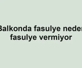 Balkonda fasulye neden fasulye vermiyor
