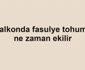 Balkonda fasulye tohumu ne zaman ekilir