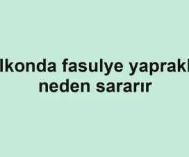 Balkonda fasulye yaprakları neden sararır