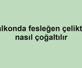 Balkonda fesleğen çelikten nasıl çoğaltılır