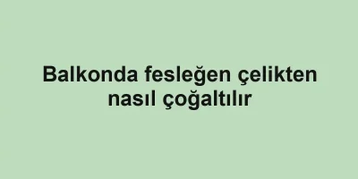 Balkonda fesleğen çelikten nasıl çoğaltılır