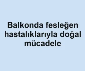 Balkonda fesleğen hastalıklarıyla doğal mücadele