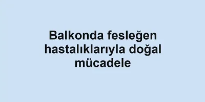 Balkonda fesleğen hastalıklarıyla doğal mücadele